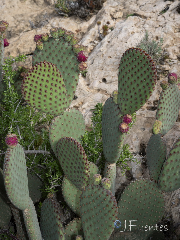 Opuntia basilaris.02