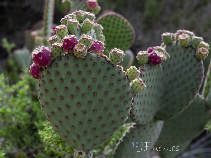 Opuntia basilaris.03