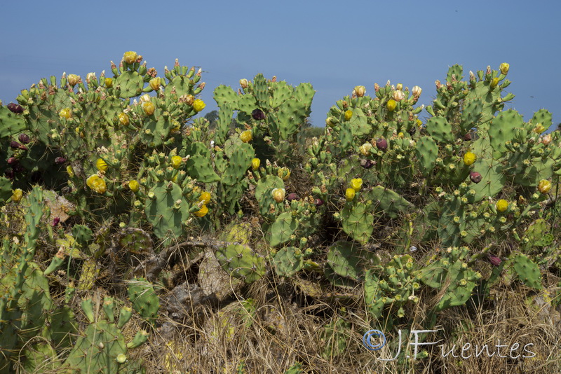 Opuntia dillenii.04