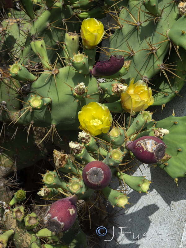 Opuntia dillenii.05