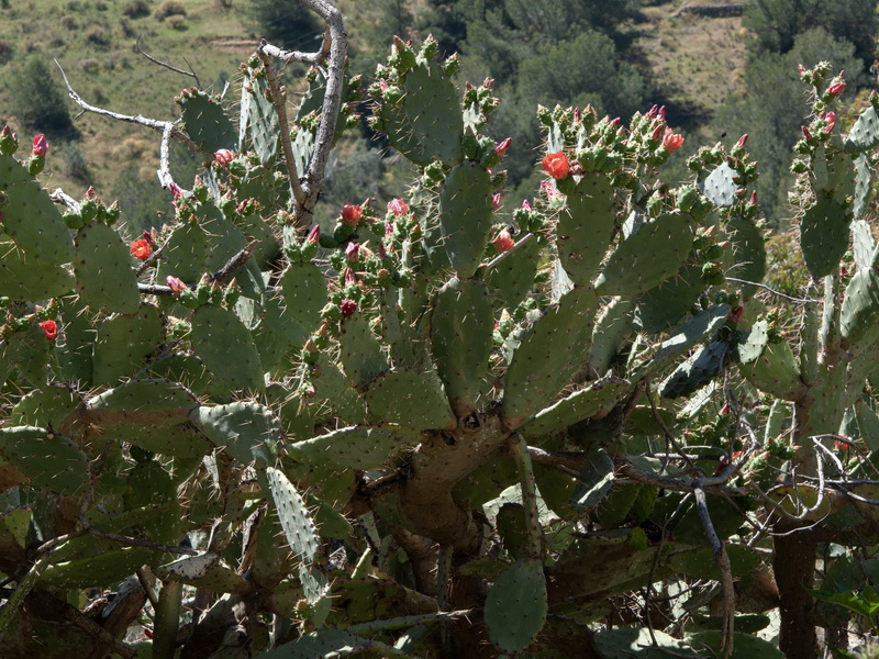 Opuntia elatior.01