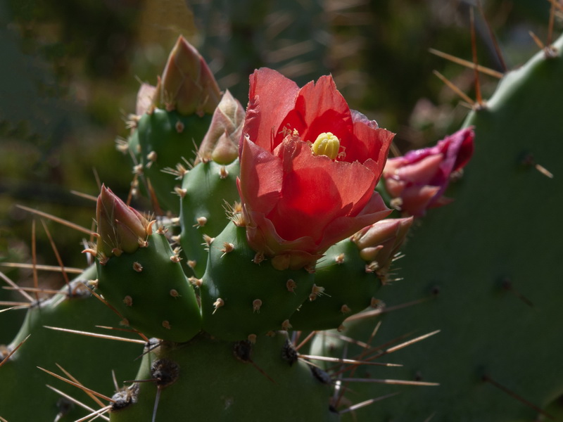 Opuntia elatior.06