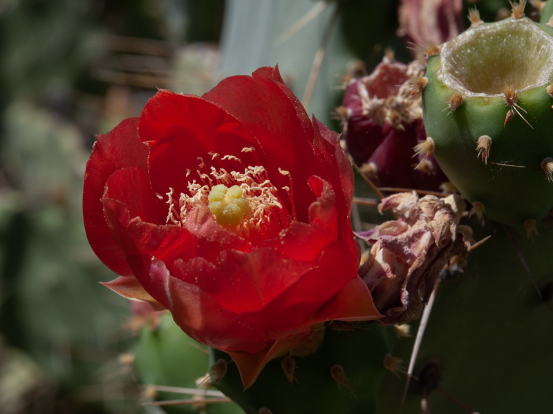Opuntia elatior.08