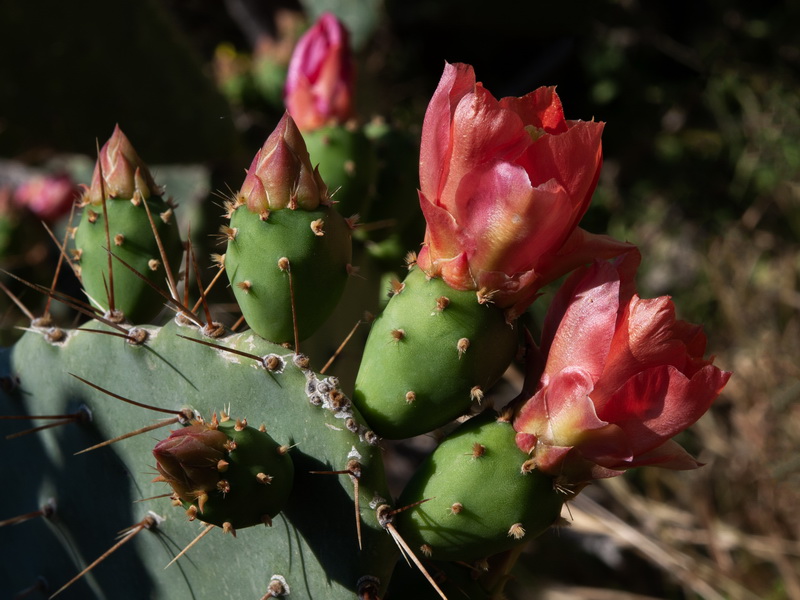Opuntia elatior.10