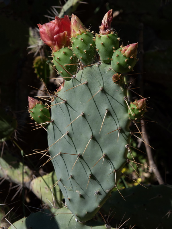Opuntia elatior.13