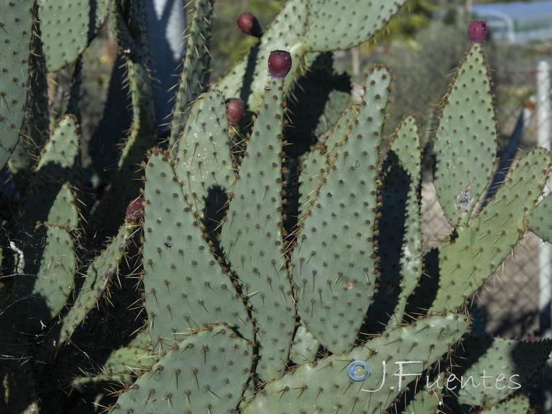 Opuntia engelmannii.02