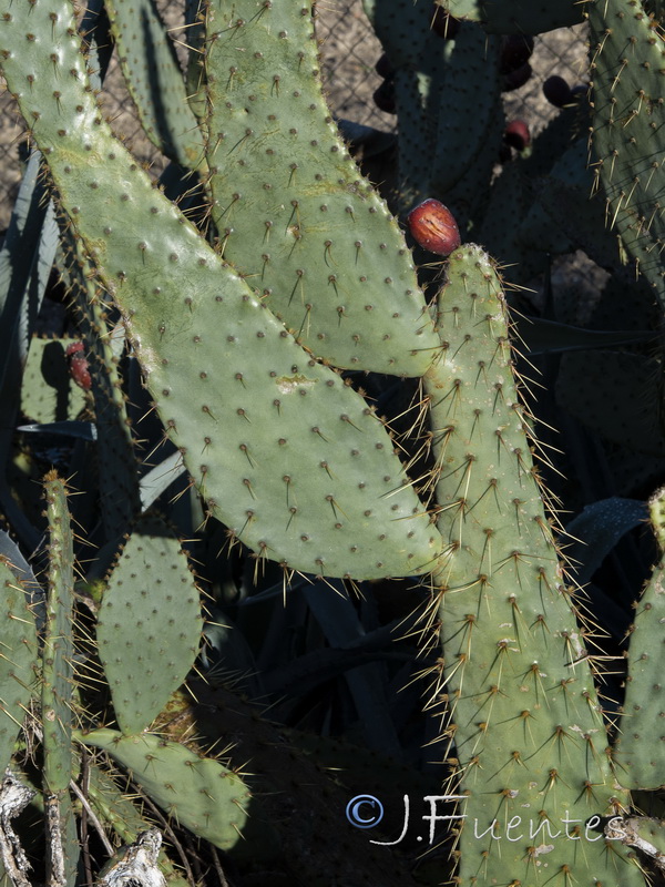 Opuntia engelmannii.03