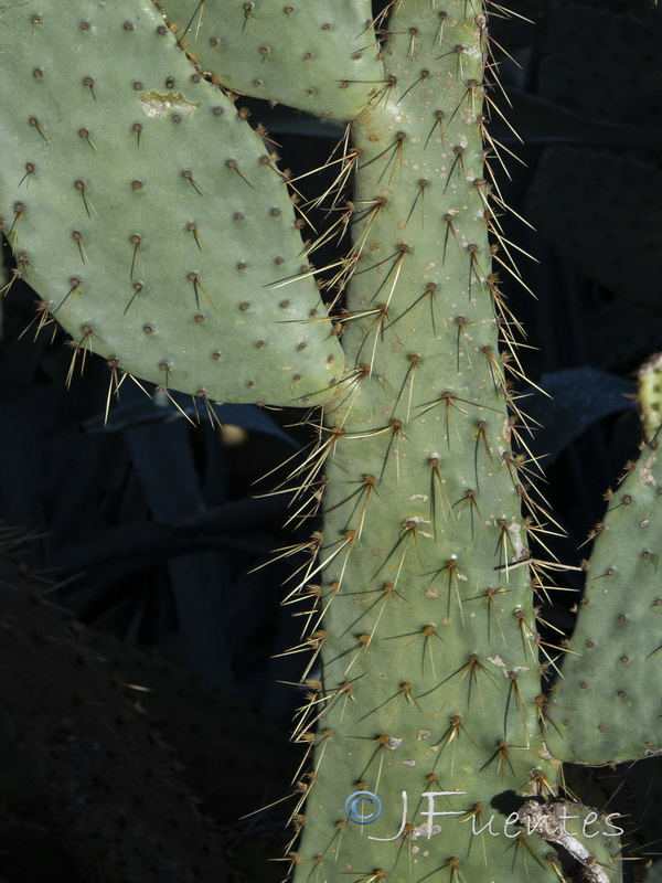 Opuntia engelmannii.04