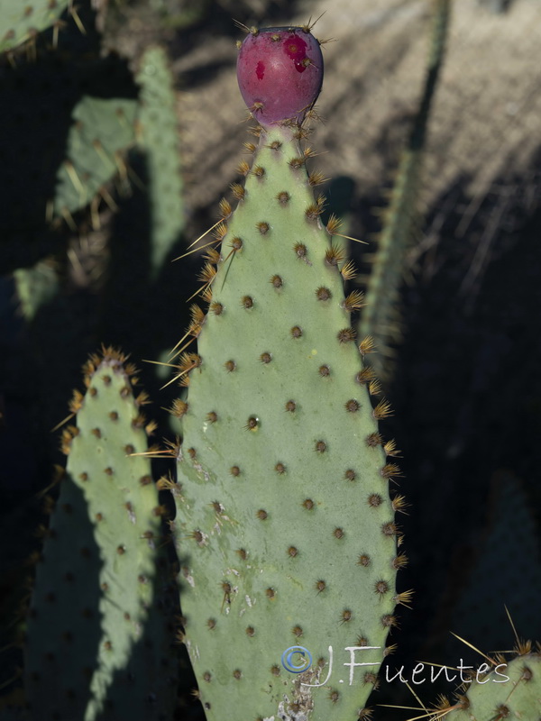 Opuntia engelmannii.05