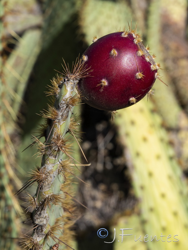 Opuntia engelmannii.07