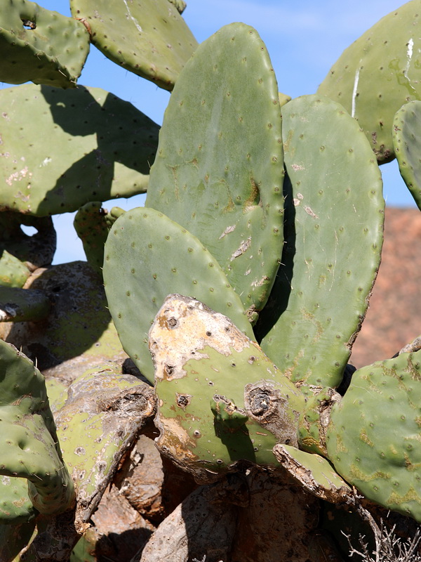 Opuntia ficus indica.03