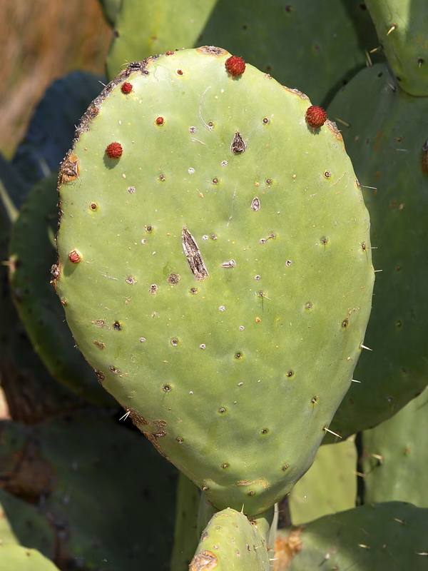 Opuntia ficus indica.06