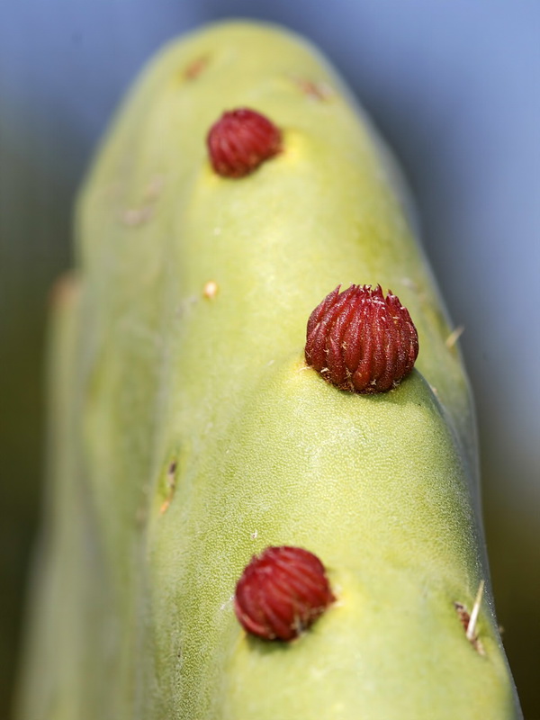 Opuntia ficus indica.09