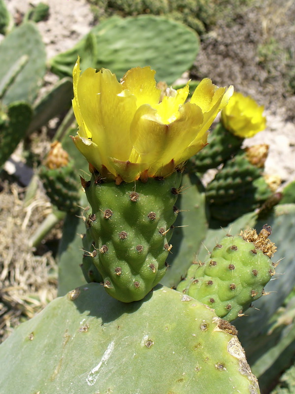 Opuntia ficus indica.11