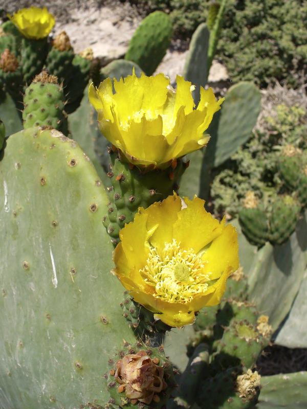 Opuntia ficus indica.12