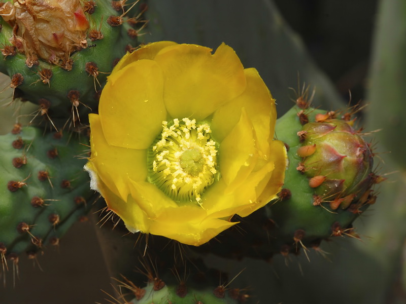 Opuntia ficus indica.18