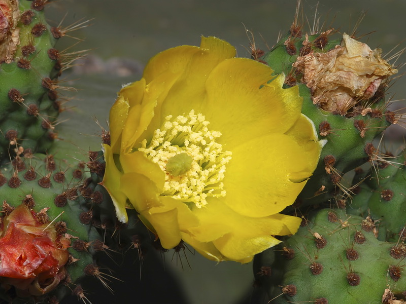 Opuntia ficus indica.20