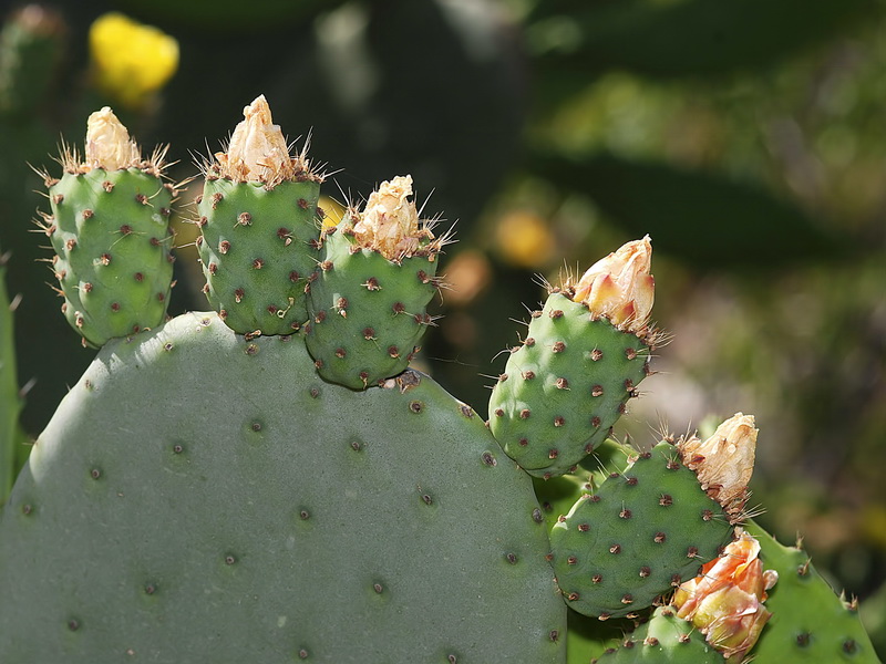 Opuntia ficus indica.24