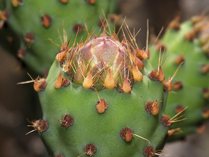 Opuntia ficus indica.26