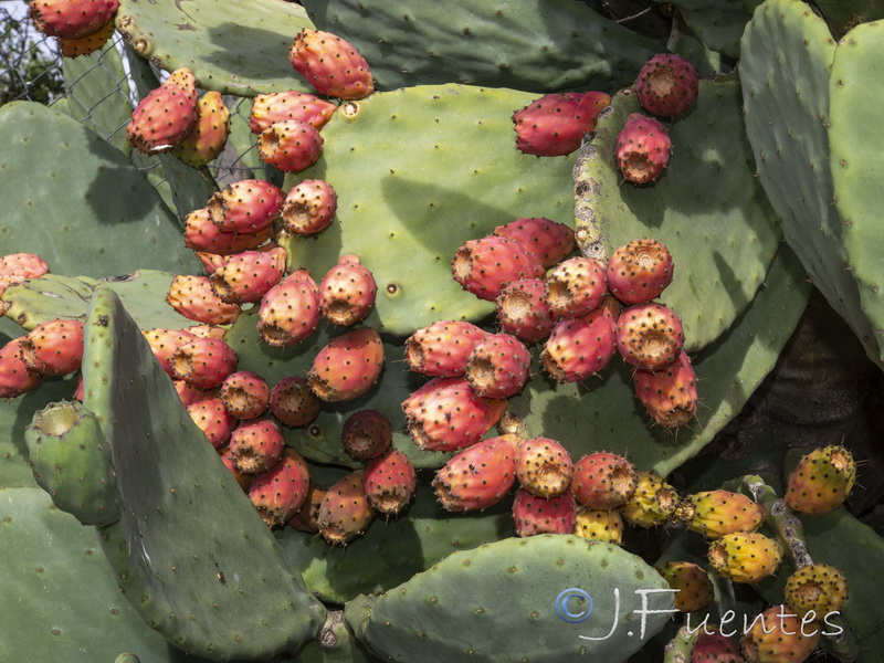 Opuntia ficus indica.28