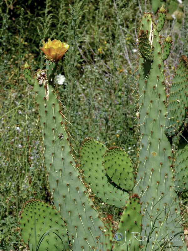 Opuntia linguiformis.05