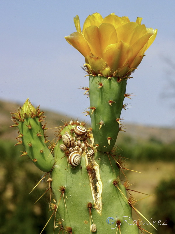 Opuntia linguiformis.06