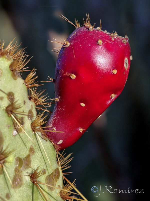 Opuntia linguiformis.08