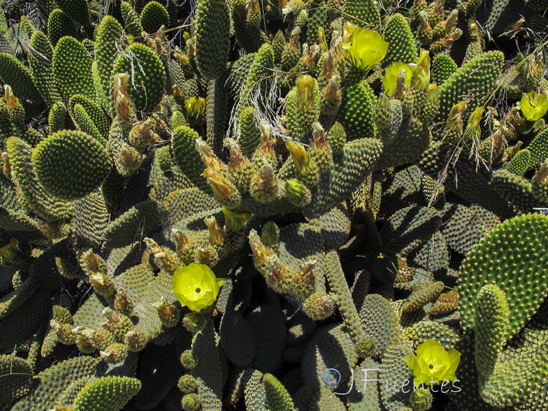 Opuntia microdasys.01