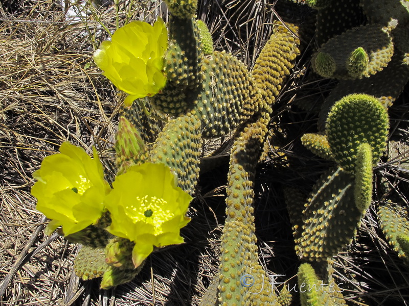 Opuntia microdasys.02