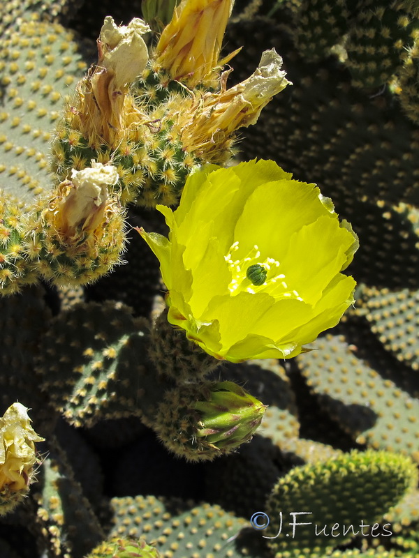 Opuntia microdasys.03