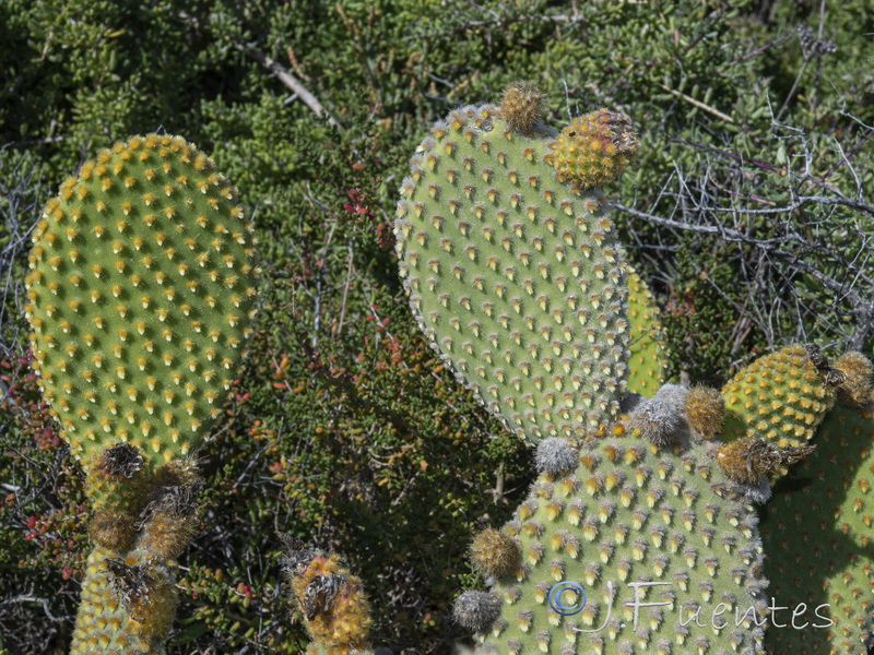 Opuntia microdasys.04