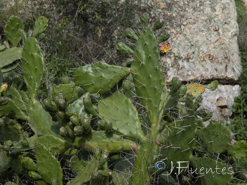 Opuntia monacantha.01