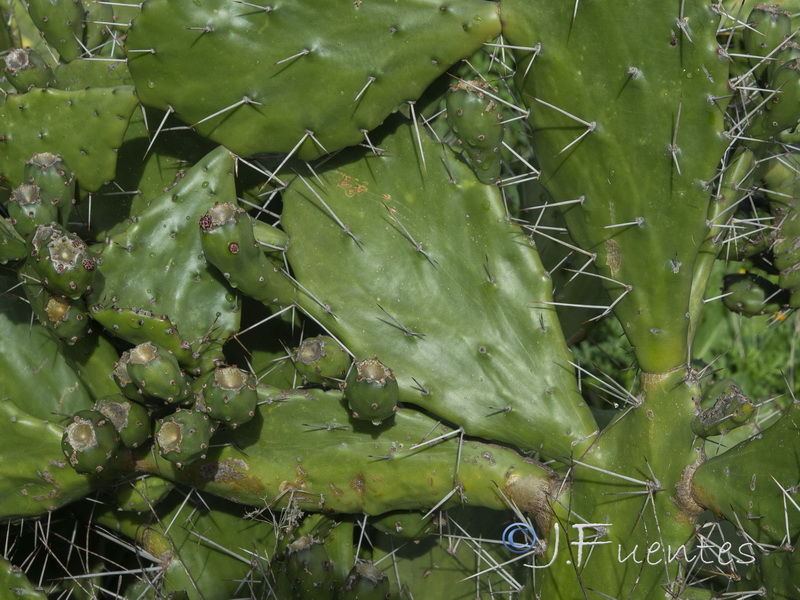 Opuntia monacantha.02