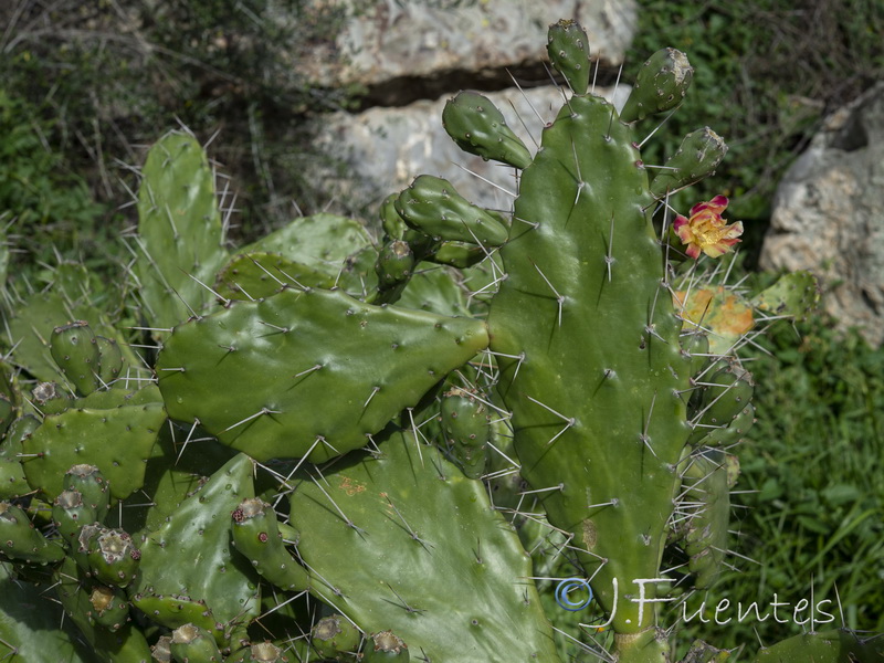 Opuntia monacantha.03