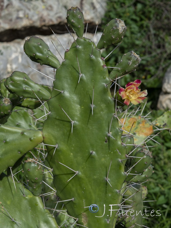 Opuntia monacantha.04
