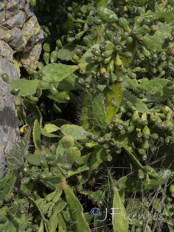 Opuntia monacantha.05