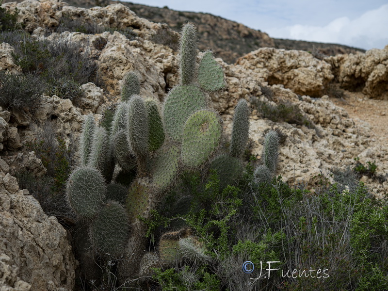 Opuntia pilifera.01