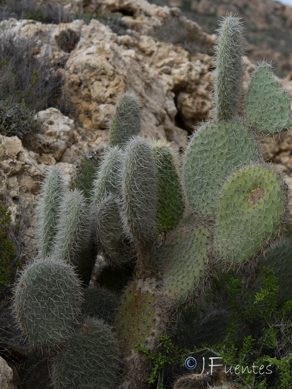 Opuntia pilifera.02