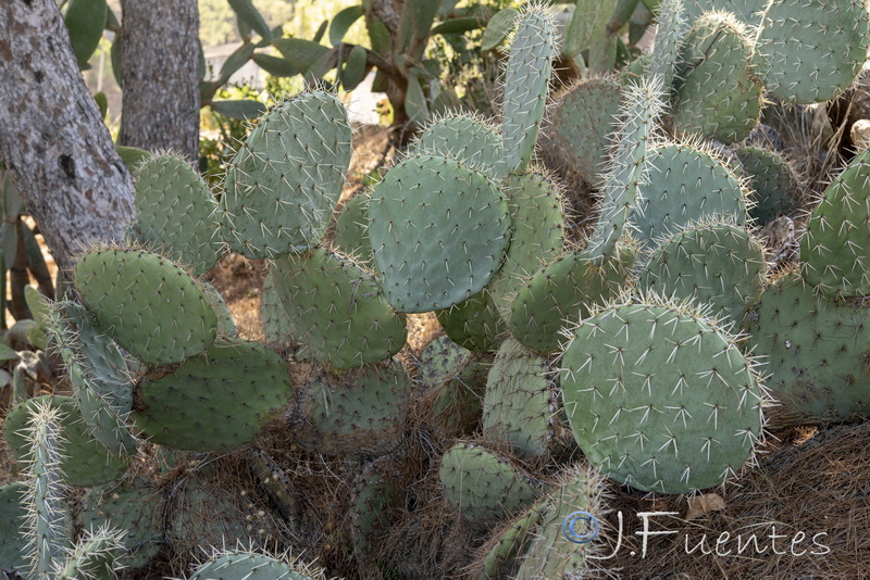 Opuntia robusta.02