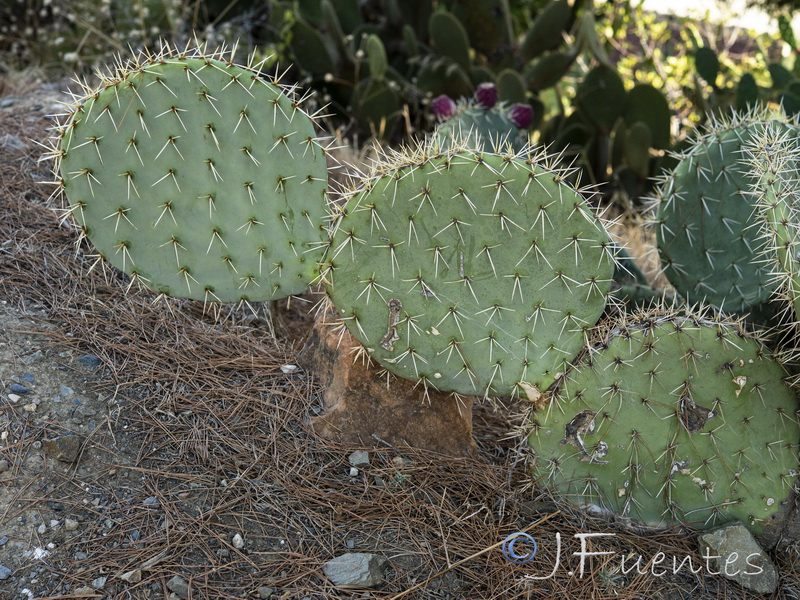 Opuntia robusta.03
