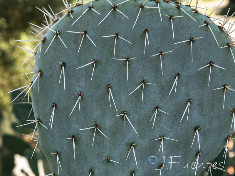 Opuntia robusta.04