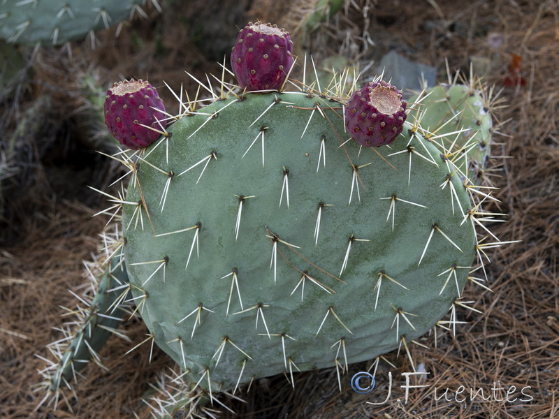 Opuntia robusta.05