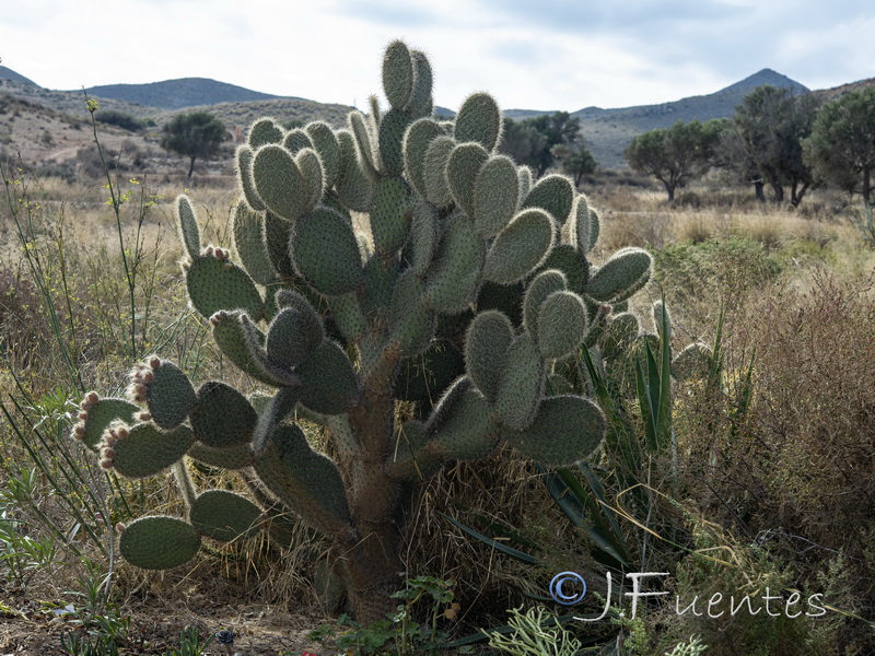 Opuntia scheeri.01
