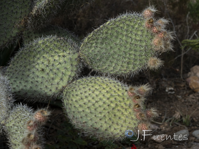 Opuntia scheeri.03