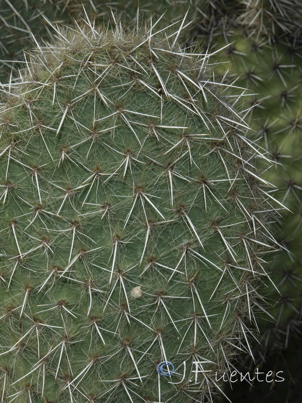 Opuntia scheeri.04