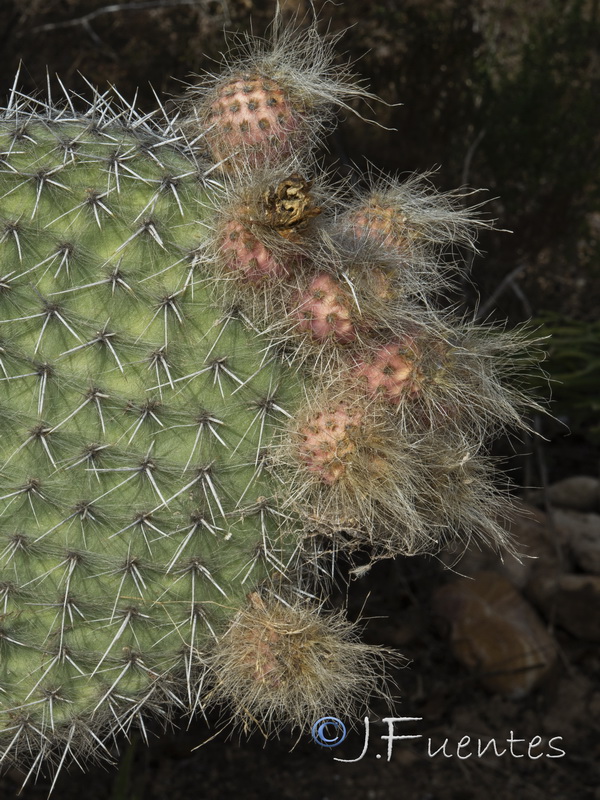 Opuntia scheeri.05