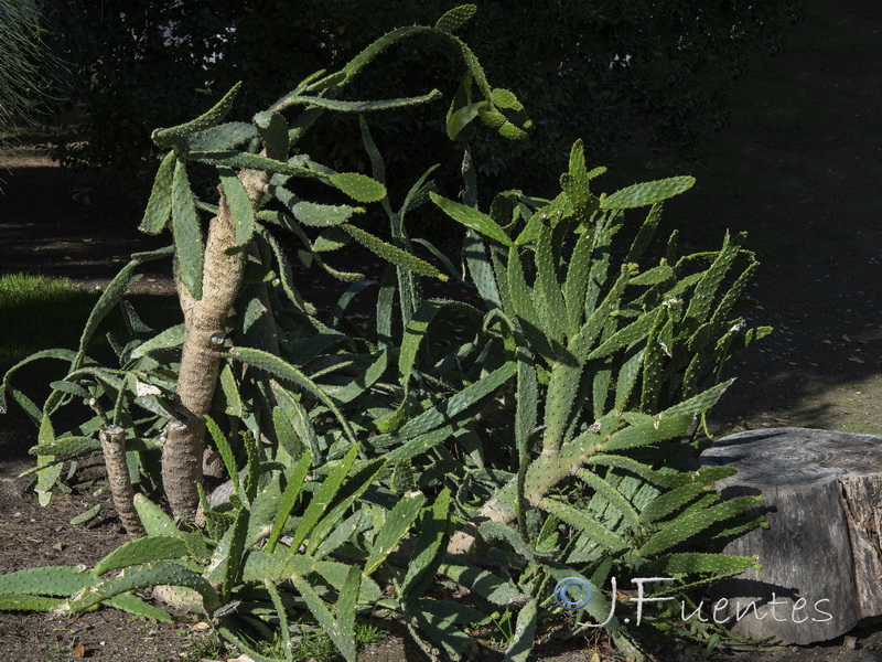Opuntia schickendantzii.01