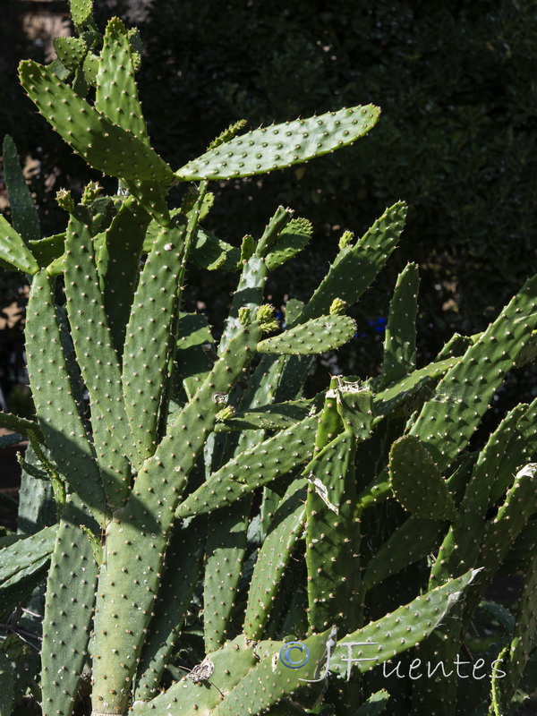 Opuntia schickendantzii.02