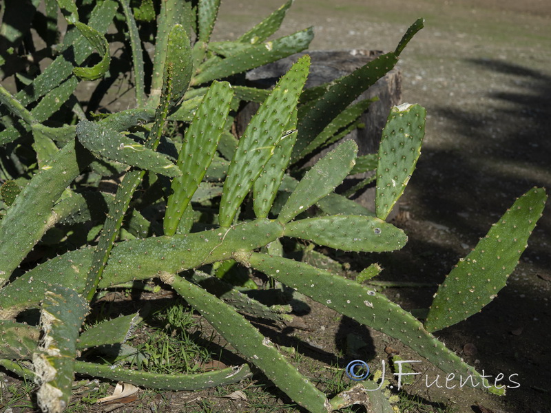 Opuntia schickendantzii.03