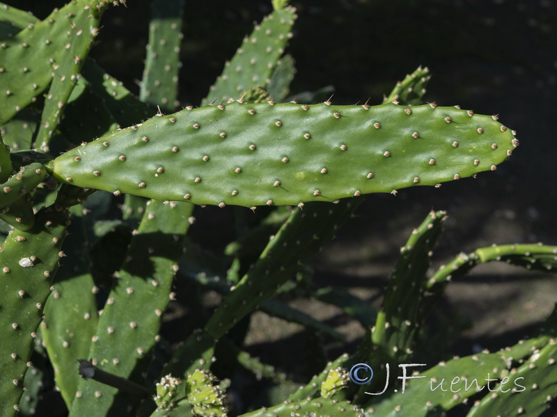 Opuntia schickendantzii.04